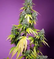 Jet Fuel Mandarine XL Auto