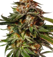 Special Queen 1 Auto