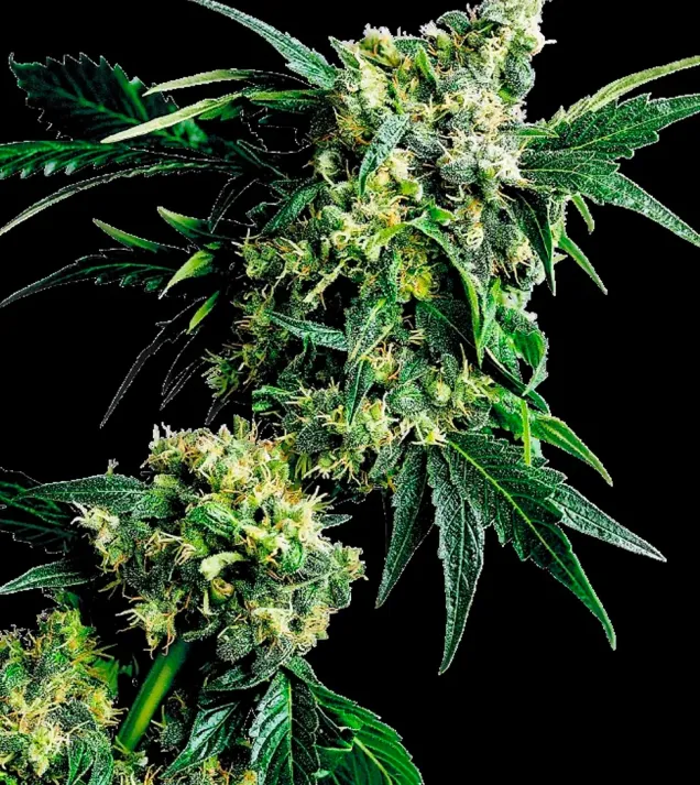 Mr. Nice G13 x Hash Plant Regular