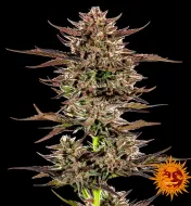 Frosted Zinn x 3 Bears OG Auto