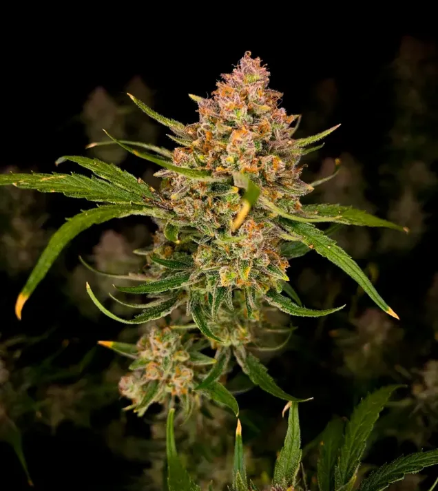 Guava Auto