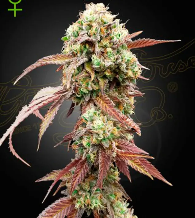 West Coast OG x Gelato 41 Auto