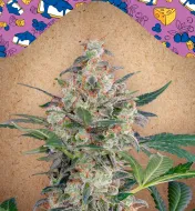 Auto Blueberry Cheesecake