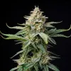 Cinderella Jack Autoflower