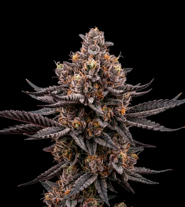 Jealousy Zkittlez Auto