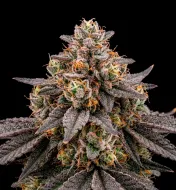 Lemon Cherry Gelato Auto