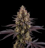 London Pound Cake Auto