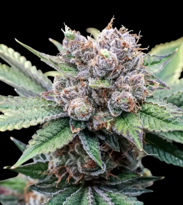 Alien Cookies