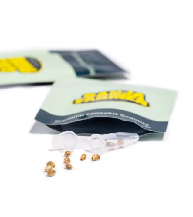 Ganja Skunk Fast