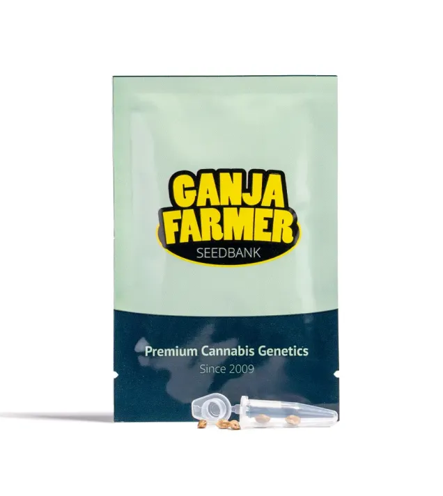 Rainbow Belts Auto