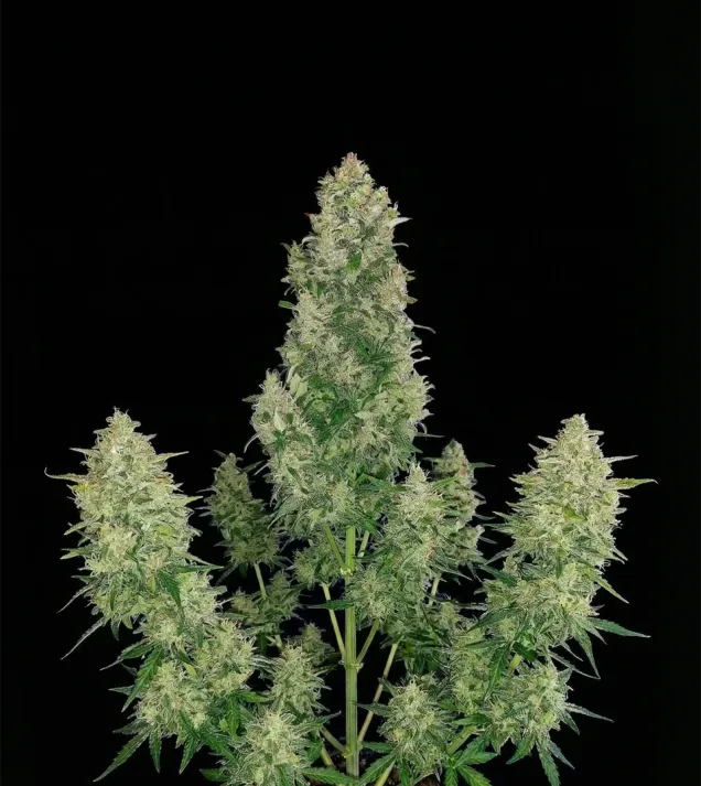 Cheese Auto