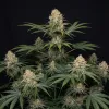Ganja Skunk Fast
