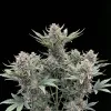 Ganja Skunk Auto