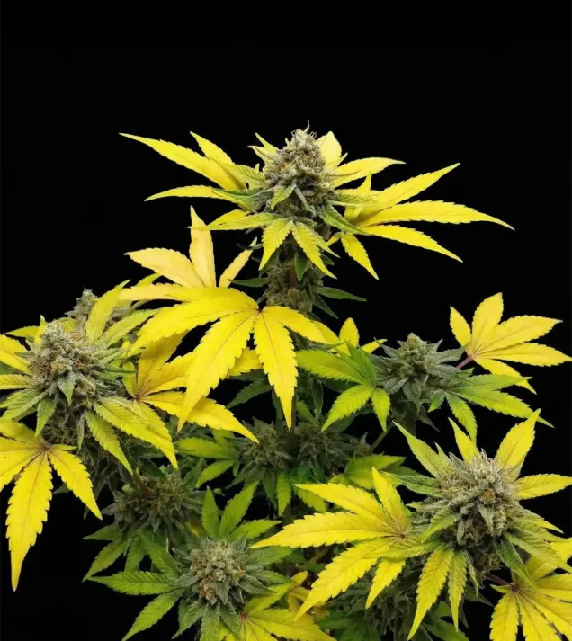 Gorilla Kush Fast