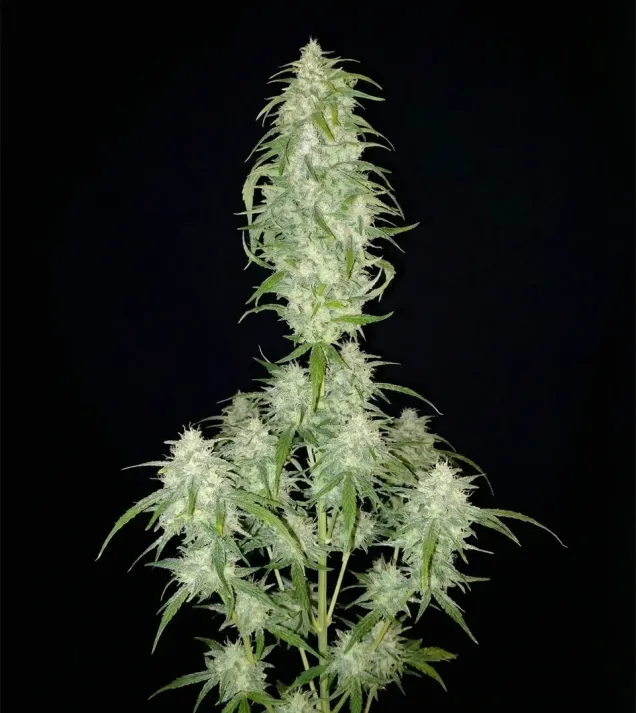 Lemonade Haze