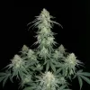 Monster Kush