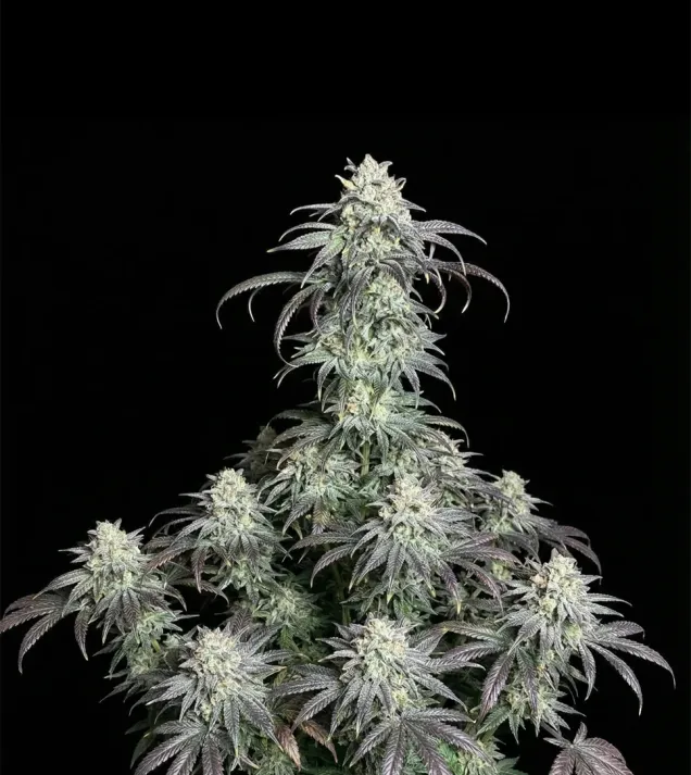 OG Kush Regular