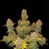 Purple Cookies XL Auto