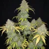 Rainbow Candy Auto