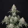 SFV OG