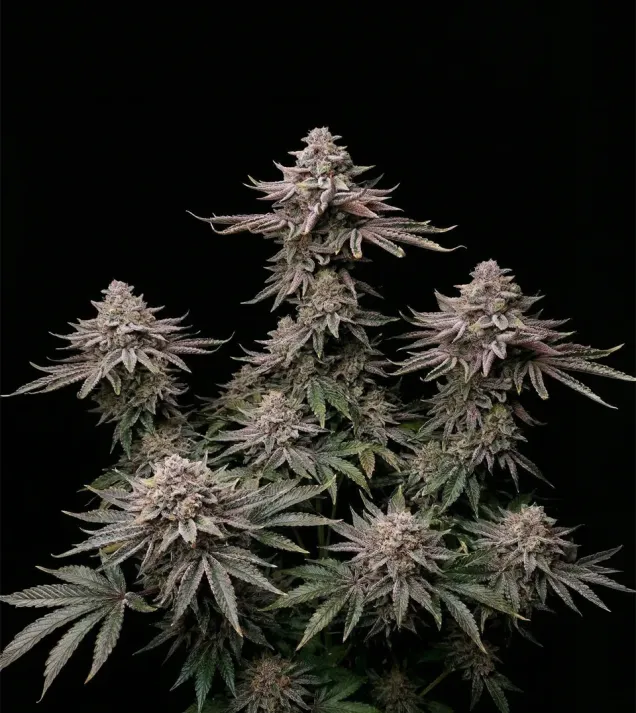 Slurricane