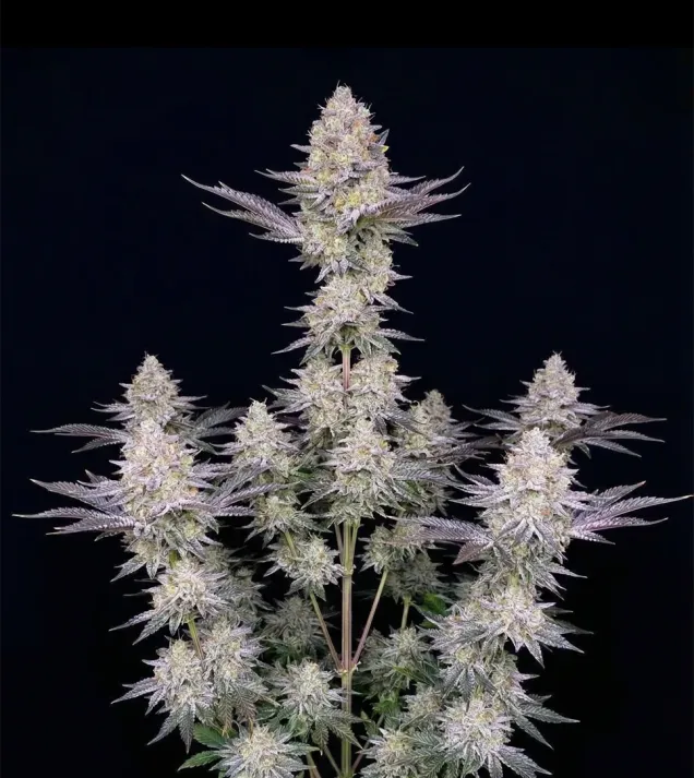 Sour Diesel