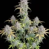 Strawberry Banana Purps Auto