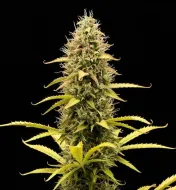 Acapulco Gold