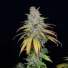 Afghan
