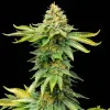 AK 47 Fast