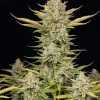 Alien OG Fast