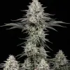 Alien OG