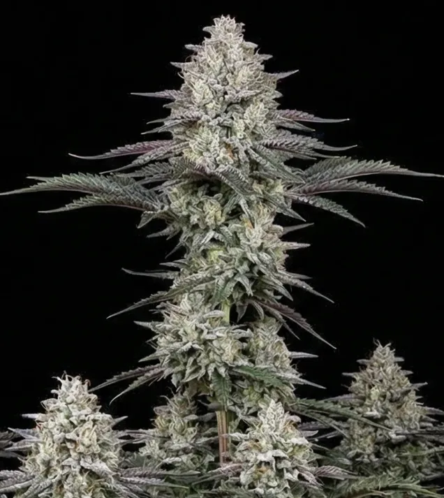 Alien OG