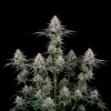 Alien OG