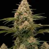 Apple Fritter Fast