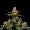 Apple Fritter Fast