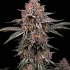 Blackberry Moonrocks Auto