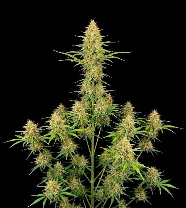 Durban Poison Auto