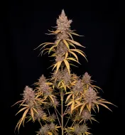 Durban Poison Fast