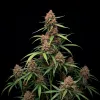 Durban Poison