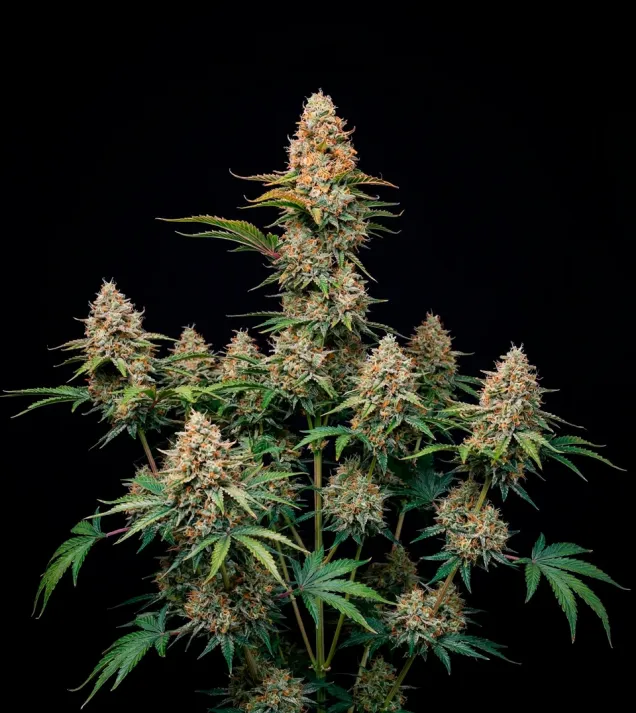 G13 Auto