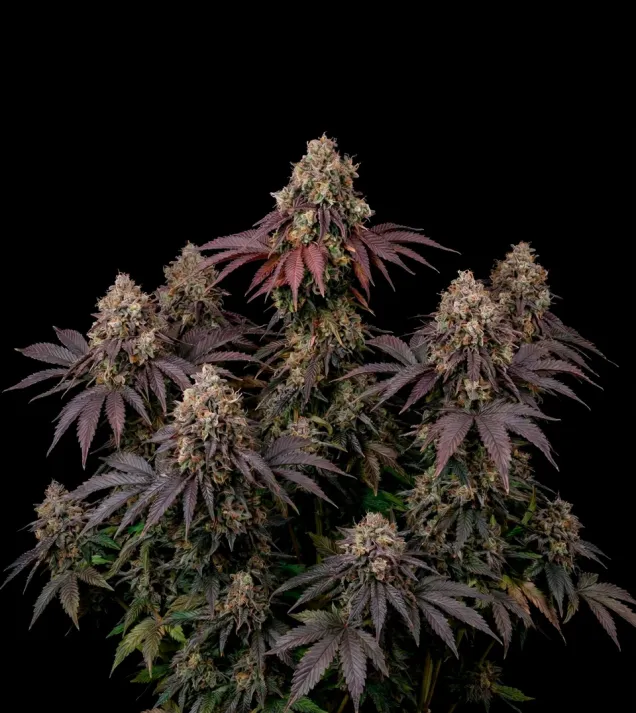 Gelato 41