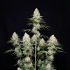 Gelato 45