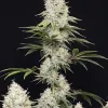 Gelato 45