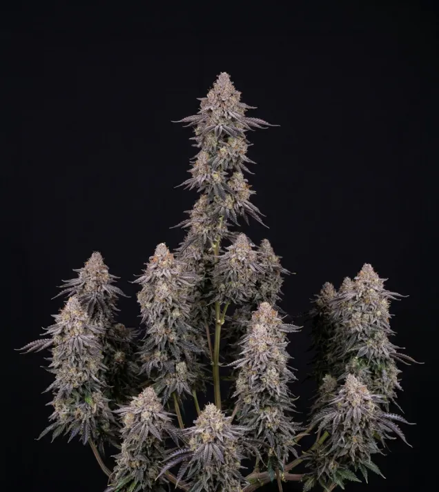 Ghost Train Haze