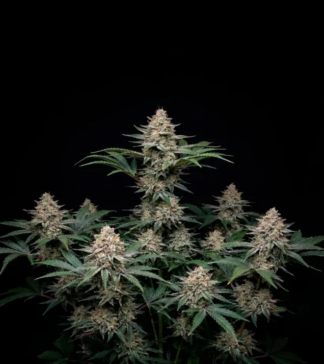 Godfather OG