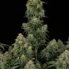 Gorilla GG4 Fast