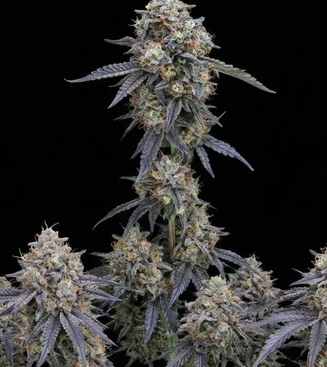Grape Ape Auto