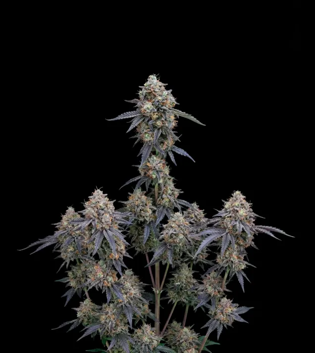 Grape Ape Auto