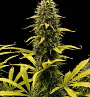 Grape Ape